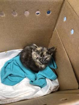 Domestic Short Hair Cats Available for Adoption in San Jose, California - CRICKET | PetCurious