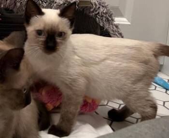 Magnolia -  Siamese Cat for Adoption in New Braunfels, Texas - Magnolia | PetCurious