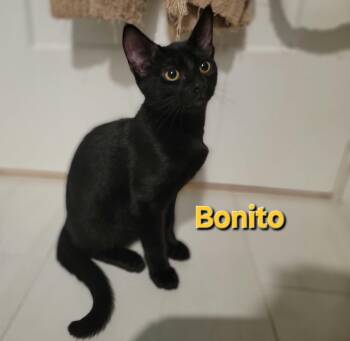 Bonito -  Domestic Short Hair Cat for Adoption in Burnaby, British Columbia - Bonito | PetCurious
