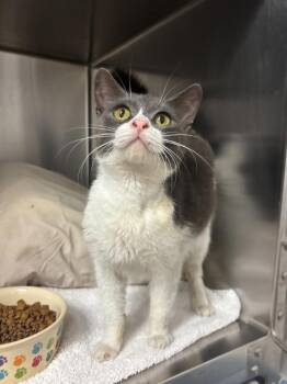 Josefina -  Domestic Short Hair Cat for Adoption in Los Angeles, California - Josefina | PetCurious