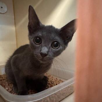 Dunbar -  Domestic Short Hair Cat for Adoption in Lake Jackson, Texas - Dunbar | PetCurious