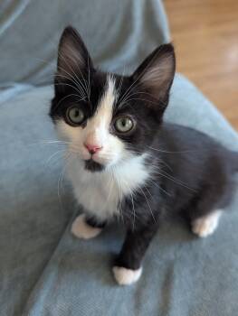 Kermit -  Domestic Medium Hair Cat for Adoption in El Centro, California - Kermit | PetCurious