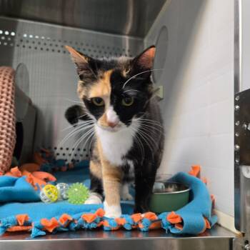 Coco (seafoam collar) -  Domestic Short Hair Cat for Adoption in Baltimore, Maryland - Coco (seafoam Collar) | PetCurious