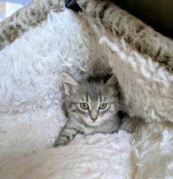 Domestic Short Hair Cats Available for Adoption in Frisco, Colorado - CANARY | PetCurious