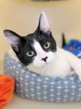 Domestic Short Hair Cats Available for Adoption - Jaslynn | PetCurious