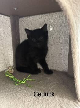Cedrick -  Domestic Short Hair Cat for Adoption in Ulster, Pennsylvania - Cedrick | PetCurious