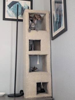 Zebra Cakes -  Tabby and Domestic Short Hair Cat for Adoption in Dallas, Texas - Zebra Cakes | PetCurious
