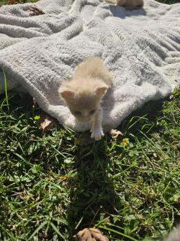 Rescue Domestic Medium Hair Cats for Adoption in Lynchburg, Tennessee - Wonton | PetCurious