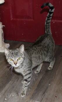Tonya -  Domestic Short Hair Cat for Adoption in Huron, South Dakota - Tonya | PetCurious