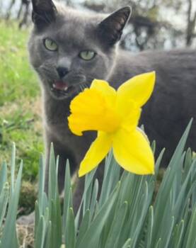 Jade -  Russian Blue Cat for Adoption in Lewis Center, Ohio - Jade | PetCurious