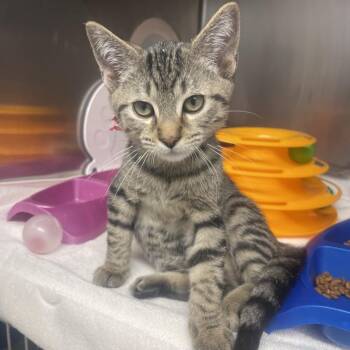 Fettuccine -  Domestic Short Hair Cat for Adoption in Mentor, Ohio - Fettuccine | PetCurious