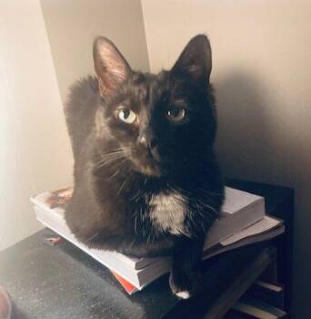 Domestic Short Hair Cats Available for Adoption - Yuna | PetCurious