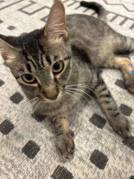 Rescue Domestic Short Hair Cats for Adoption in Scottsdale, Arizona - Tito | PetCurious