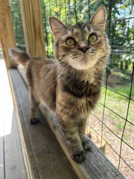 Rescue Domestic Medium Hair Cats for Adoption in Morgantown, West Virginia - Tallulah | PetCurious