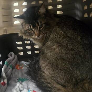 Domestic Long Hair Cats Available for Adoption in Reno, Nevada - Tatooine | PetCurious