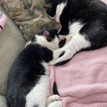 American Shorthair Cats Available for Adoption - Jazzy & Kenny - Dynamic Duo | PetCurious