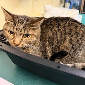 Mabel -  Domestic Short Hair Cat for Adoption in Pasadena, California - Mabel | PetCurious