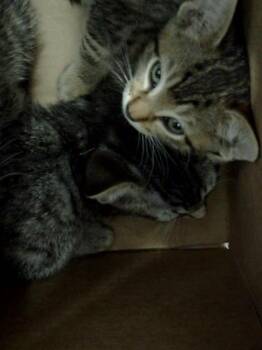 KATARA -  Domestic Long Hair Cat for Adoption in Dallas, Texas - KATARA | PetCurious