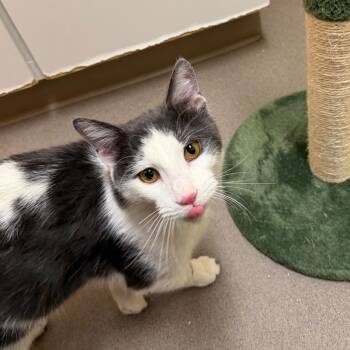 Domestic Short Hair Cats Available for Adoption - Billie | PetCurious