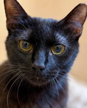 Bernadette -  Domestic Short Hair Cat for Adoption in Kennesaw, Georgia - Bernadette | PetCurious