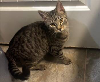 Macey -  Domestic Short Hair Cat for Adoption in Darien, Georgia - Macey | PetCurious