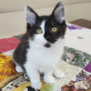 Sunshine -  Domestic Short Hair Cat for Adoption in Marshfield, Wisconsin - Sunshine | PetCurious