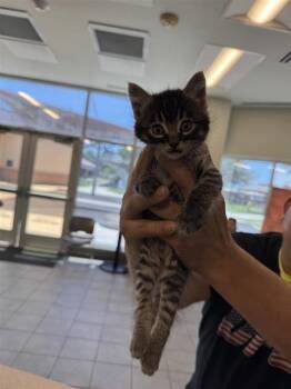 Domestic Short Hair Cats Available for Adoption in San Antonio, Texas - HIGHWAY | PetCurious