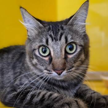 Rescue Domestic Medium Hair Cats for Adoption in Abilene, Texas - Mother Goose | PetCurious