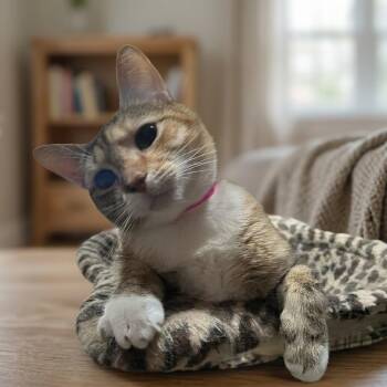 Calico Cats Available for Adoption in Oakwood, Georgia - Josie  | PetCurious