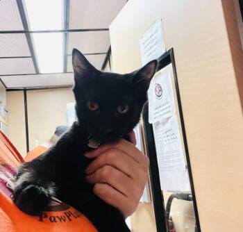 Carl -  Domestic Short Hair Cat for Adoption in Scottsdale, Arizona - Carl | PetCurious