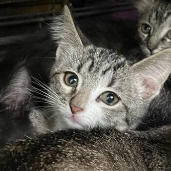 Willow -  Domestic Short Hair Cat for Adoption in Des Moines, Iowa - Willow | PetCurious