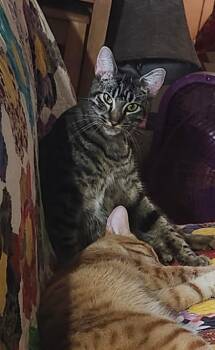 Dide -  Domestic Short Hair Cat for Adoption in Dyersburg, Tennessee - Dide | PetCurious