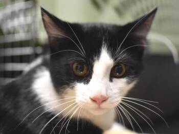 Flapjack -  Domestic Short Hair Cat for Adoption in Portland, Oregon - Flapjack | PetCurious