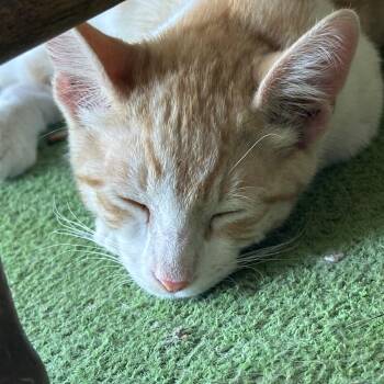 Dewey -  Domestic Short Hair Cat for Adoption in Hemet, California - Dewey | PetCurious