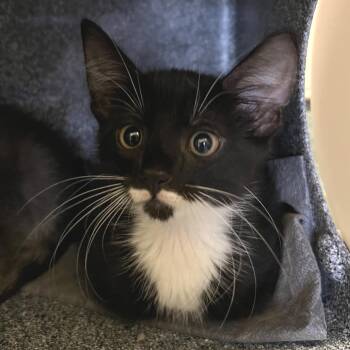 Boots -  Domestic Short Hair Cat for Adoption - Boots | PetCurious