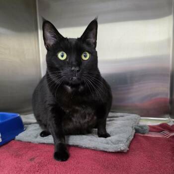 Meatloaf -  Domestic Short Hair Cat for Adoption in Umatilla, Florida - Meatloaf | PetCurious