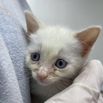 Alabaster -  Domestic Short Hair Cat for Adoption in Lakewood, California - Alabaster | PetCurious
