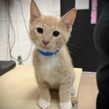 Lag -  Domestic Short Hair Cat for Adoption in Ardmore, Oklahoma - Lag | PetCurious