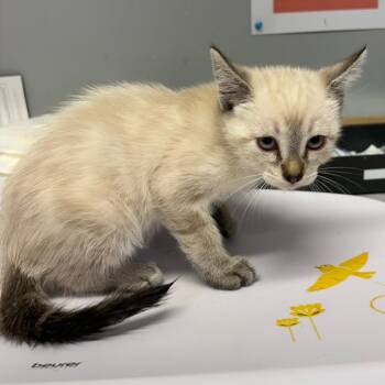 Rafi -  Domestic Short Hair Cat for Adoption in Spokane, Washington - Rafi | PetCurious