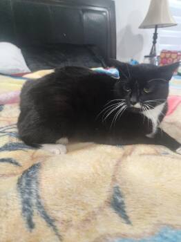 Domestic Short Hair Cats Available for Adoption - Lexi | PetCurious