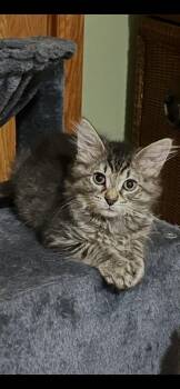 GI Joe -  Domestic Long Hair Cat for Adoption in Mokena, Illinois - GI Joe | PetCurious