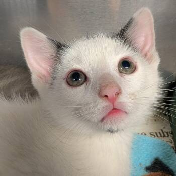 Domestic Short Hair Cats Available for Adoption in Belleville, Illinois - Egg | PetCurious