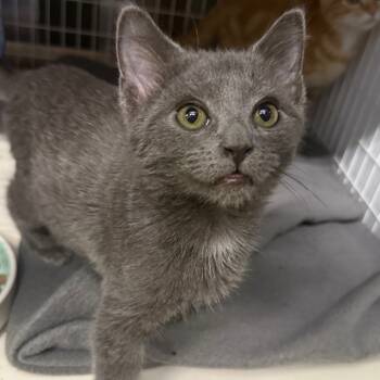 Rescue Domestic Short Hair Cats for Adoption in Columbiana, Alabama - Batty | PetCurious