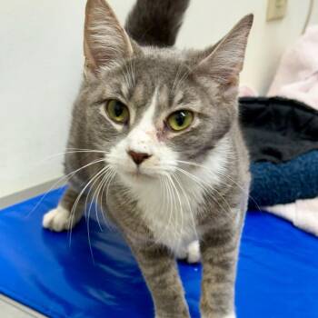 Roly Poly -  Domestic Short Hair Cat for Adoption in Oshkosh, Wisconsin - Roly Poly | PetCurious