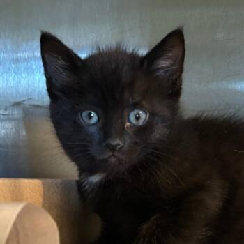 NCI5624 Winona -  Domestic Short Hair Cat for Adoption in Port Washington, New York - NCI5624 Winona | PetCurious