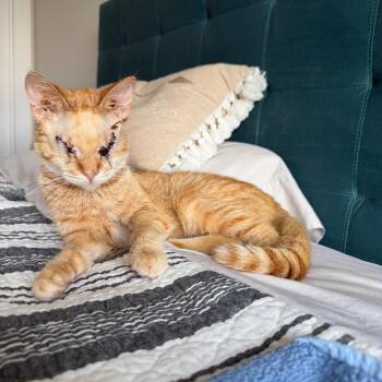 Daredevil -  Domestic Short Hair Cat for Adoption in Evanston, Illinois - Daredevil | PetCurious