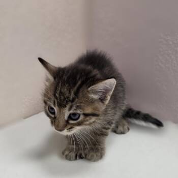 Ray -  Domestic Short Hair Cat for Adoption in Jupiter, Florida - Ray | PetCurious