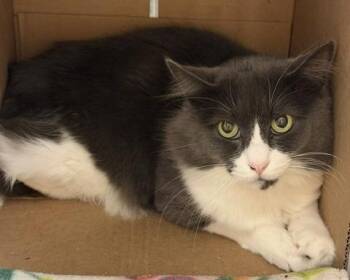 Missu -  Domestic Short Hair Cat for Adoption in Windsor, Connecticut - Missu | PetCurious