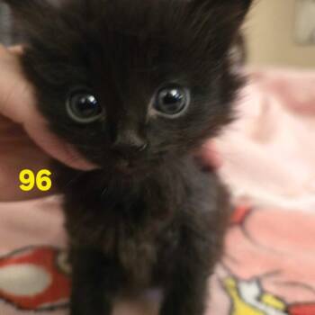 Haven -  Domestic Short Hair Cat for Adoption in Los Angeles, California - Haven | PetCurious