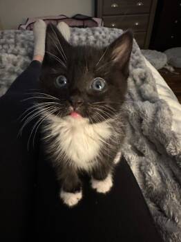 Domestic Medium Hair Cats Available for Adoption - Krabi | PetCurious